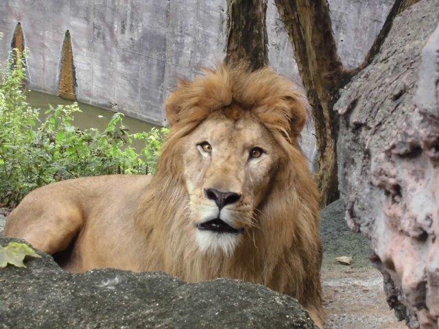 ライオンの オフィシャルブログ 東山動植物園