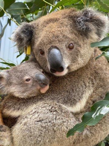 タロンガ動物園・火災から救助されたコアラたちの近況