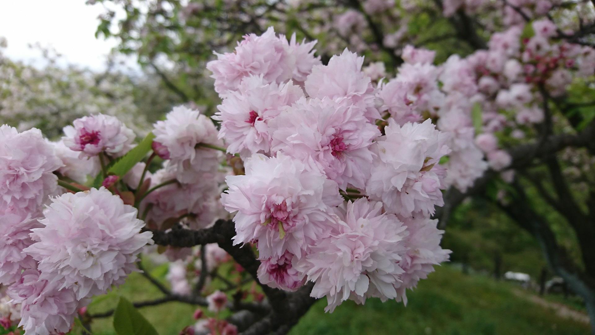 植物園長の庭 兼六園菊桜 けんろくえんきくざくら オフィシャルブログ 東山動植物園