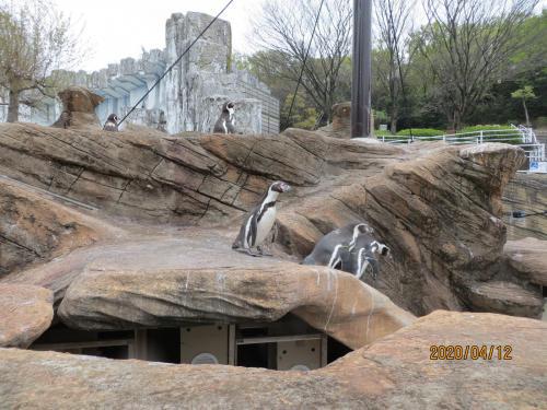 雨に打たれるペンギン.JPG