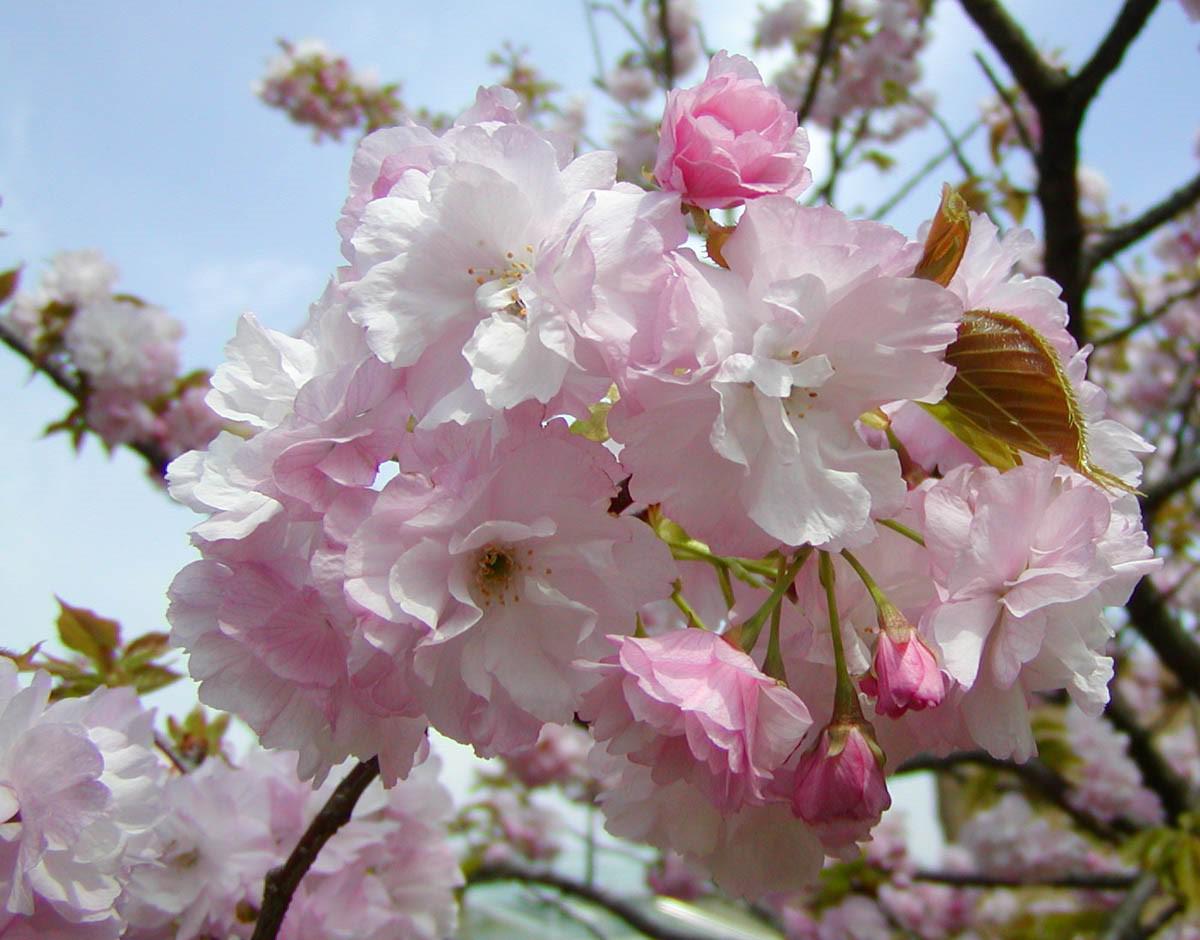 4月上旬は、八重咲きの桜で決まり。｜オフィシャルブログ｜東山動植物園