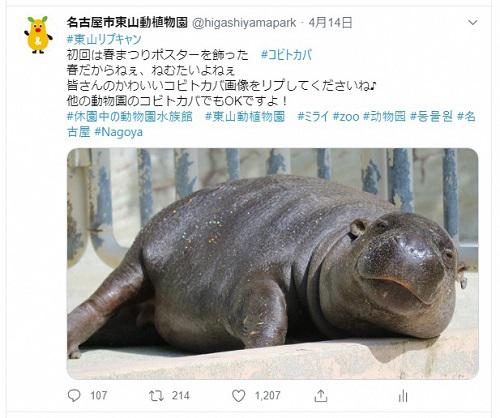 ツイートコビトカバ.jpg