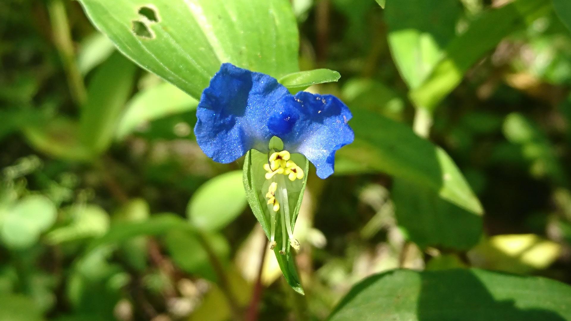 植物園長の庭 植物の色 露草色 つゆくさいろ オフィシャルブログ 東山動植物園