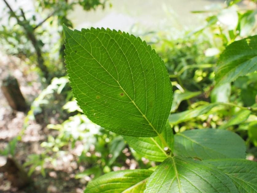 葉脈 ようみゃく オフィシャルブログ 東山動植物園