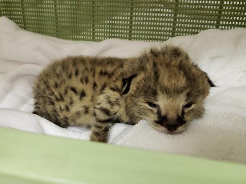 ブログ記事「サーバルの赤ちゃん記録④」のサムネイル画像