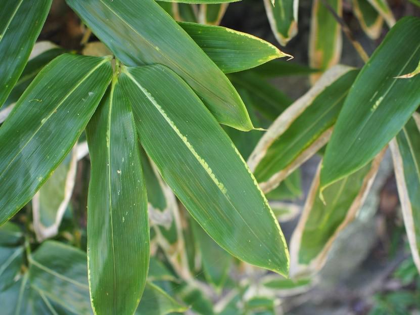 葉脈 ようみゃく オフィシャルブログ 東山動植物園