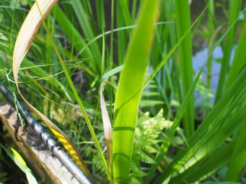 葉脈 ようみゃく オフィシャルブログ 東山動植物園