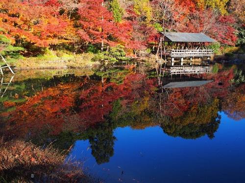 ブログ記事「今年も「逆さもみじ」は見られますか。」のサムネイル画像