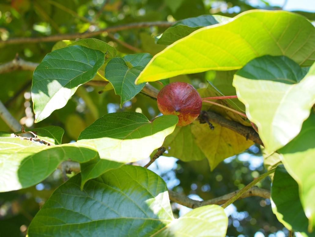 箒 ほうき オフィシャルブログ 東山動植物園