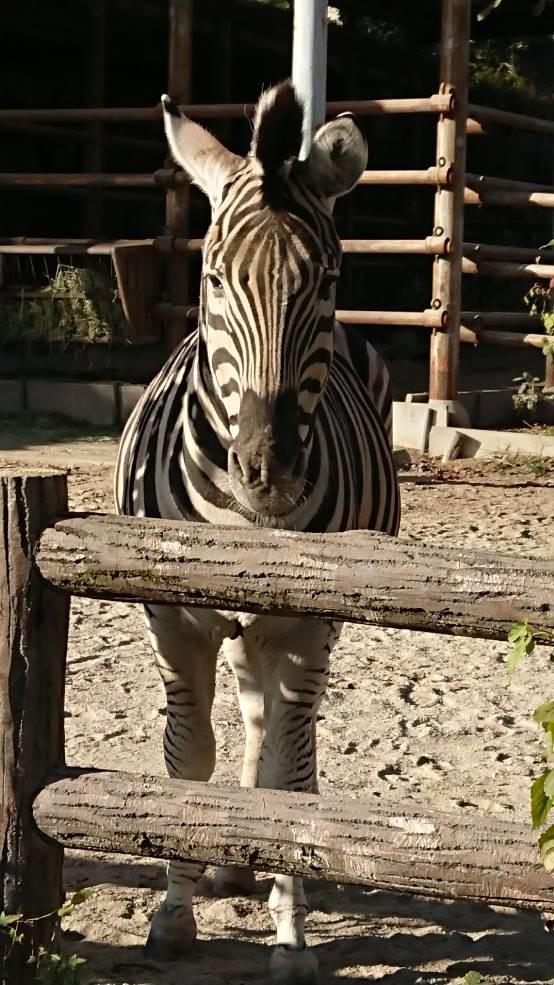 ウマが合う オフィシャルブログ 東山動植物園