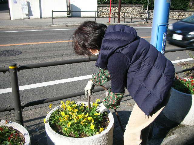 福を呼びそな遊蝶花 星が丘門花便りno 121 オフィシャルブログ 東山動植物園