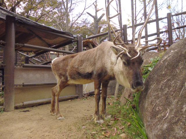 １２月なので オフィシャルブログ 東山動植物園