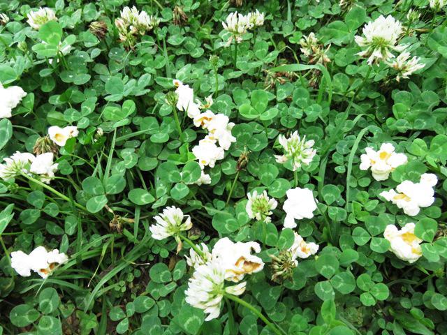 シロツメクサの花 オフィシャルブログ 東山動植物園