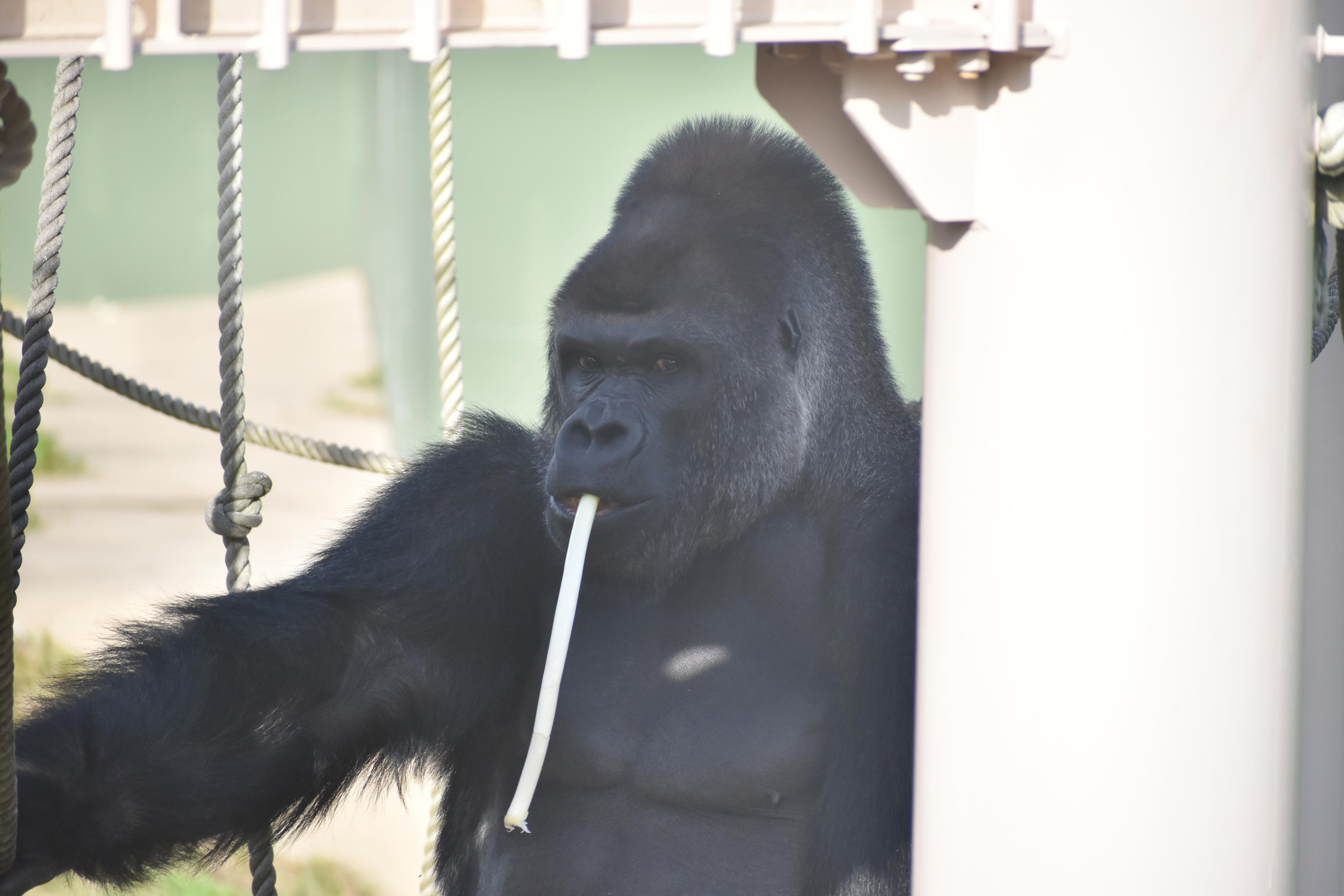 ゴリラ画家 阿部知暁さんの名古屋初個展 オフィシャルブログ 東山動植物園