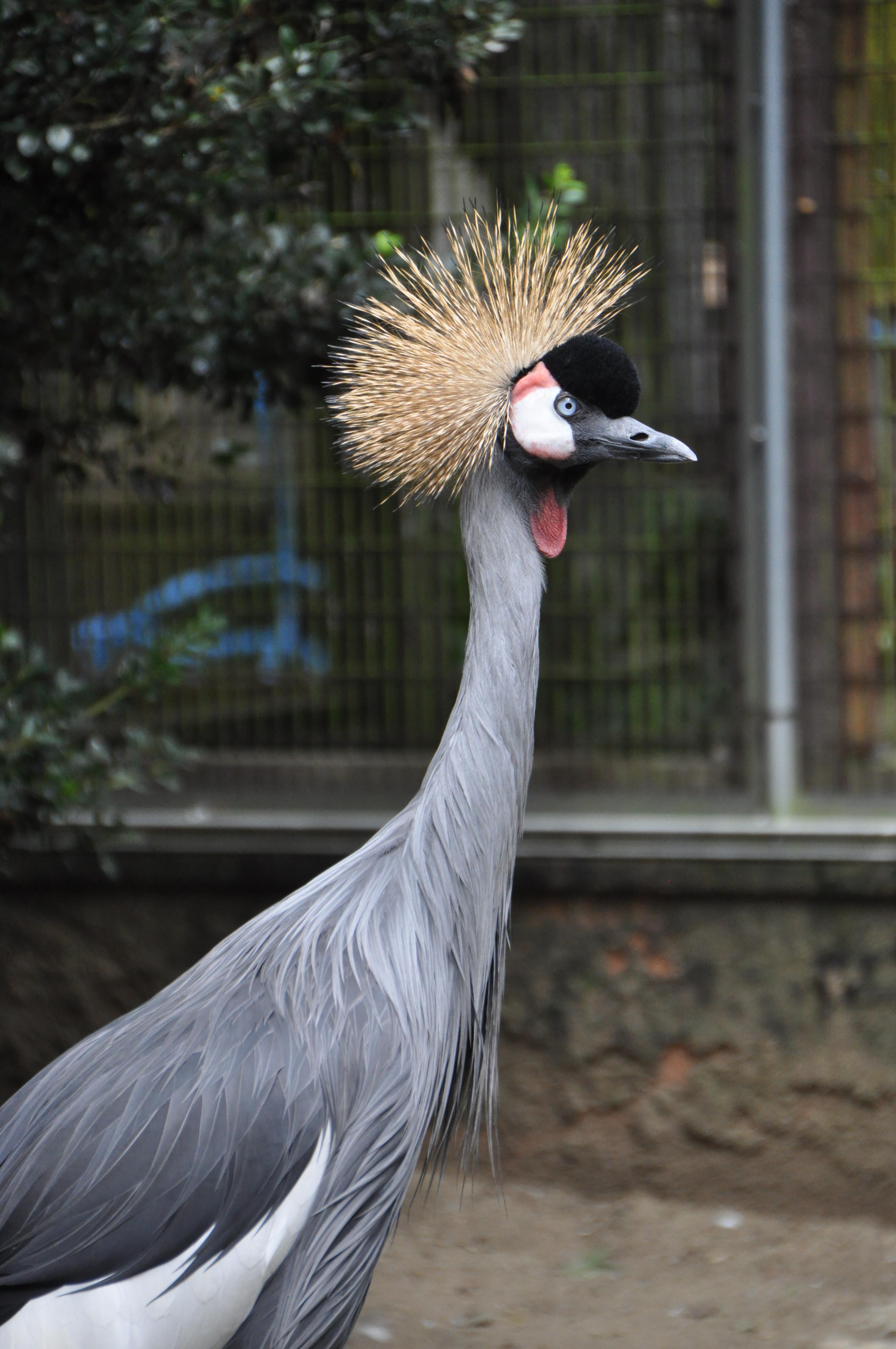 新レクチャーツアー「鳥たちのふしぎ」が始まりました！｜オフィシャル