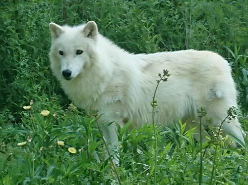 オオカミの同居｜オフィシャルブログ｜東山動植物園