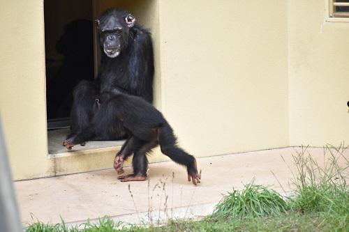 ブログ記事「チンパンジーのアキコの様子」のサムネイル画像