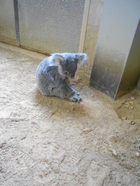ブログ記事「コアラのココについて」のサムネイル画像