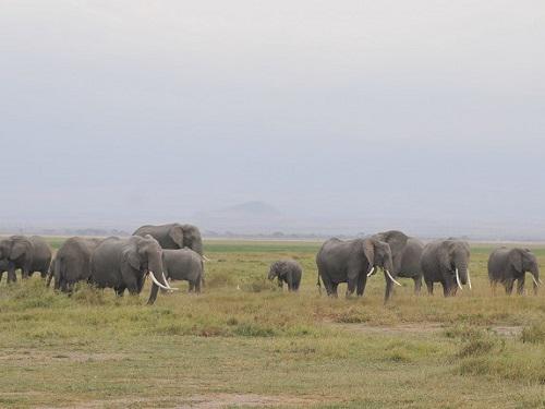 これがアフリカのサバンナだ！.JPG