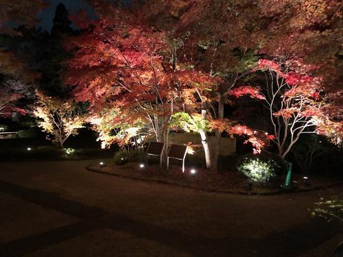 ブログ記事「（植物園長の庭）紅葉ライトアップ来園ありがとうございました」のサムネイル画像