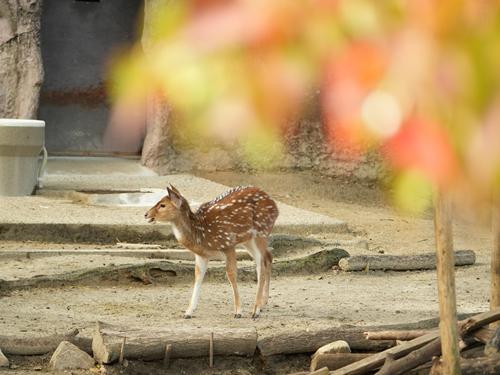 ブログ記事「東山動植物園の紅葉が見頃を迎えています！」のサムネイル画像