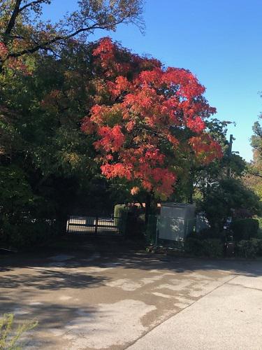 ブログ記事「（植物園長の庭）紅葉前線は遠いけど」のサムネイル画像