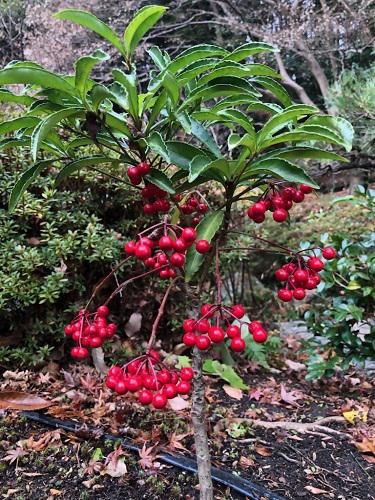 ブログ記事「（植物園長の庭）本年もよろしくお願いいたします」のサムネイル画像