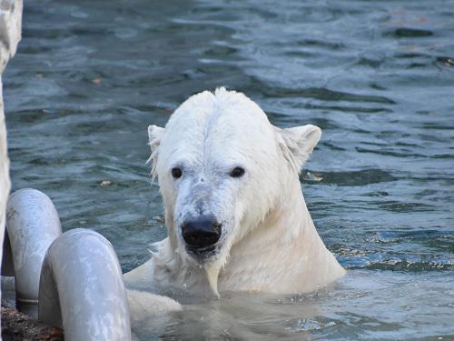 ブログ記事「ホッキョクグマの状態とホッキョクグマ舎のプールについて」のサムネイル画像