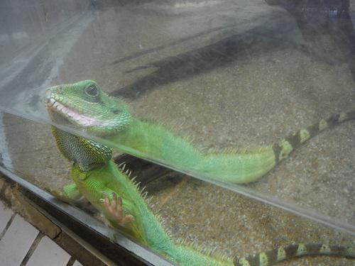 ブログ記事「自然動物館にドラゴン？」のサムネイル画像