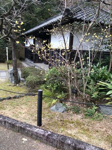 ブログ記事「（植物園長の庭）早春の花が咲き始めです」のサムネイル画像