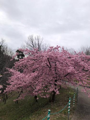 桜（河津桜）060229.jpg