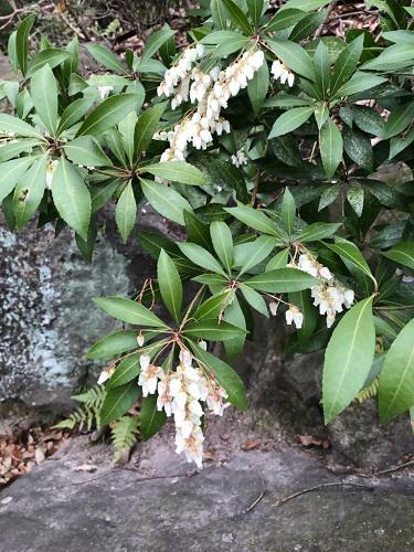 ブログ記事「（植物園長の庭）春が待ちきれないようです」のサムネイル画像