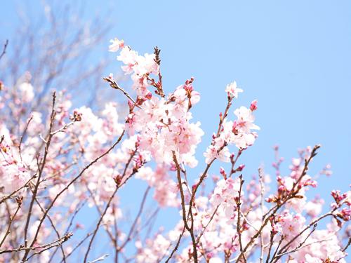 04桜の回廊(小彼岸桜).JPG