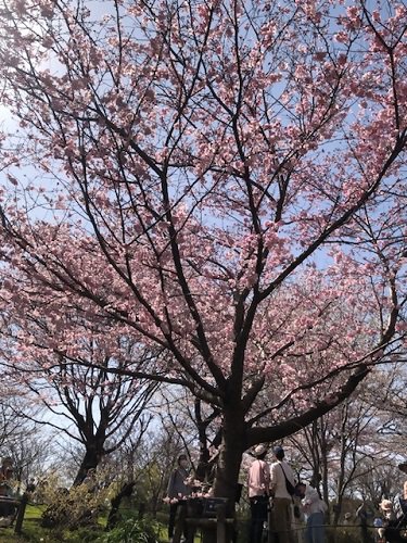 ブログ記事「（植物園長の庭）桜が見頃です」のサムネイル画像