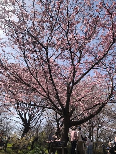 桜（神代曙）.jpg