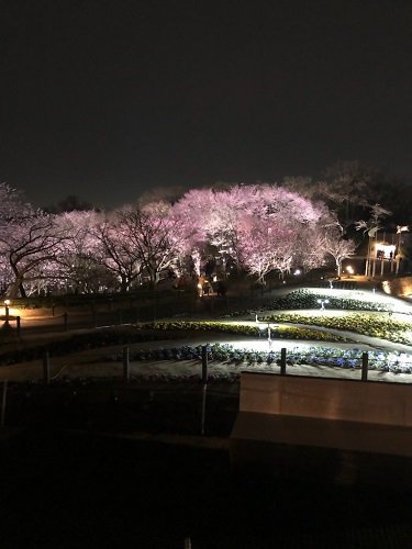 夜（桜の回廊）.jpg