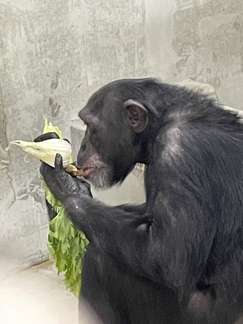 マリモ食べている様子.jpg