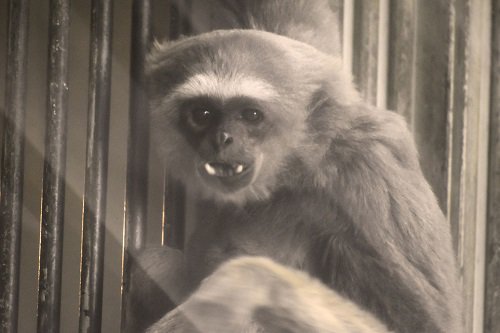 ブログ記事「旧類人猿舎のボルネオテナガザルたち」のサムネイル画像