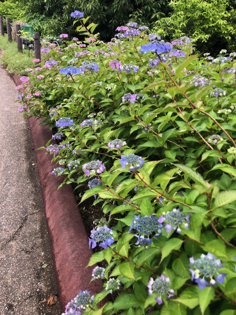 ブログ記事「（植物園長の庭）梅雨入り間近！」のサムネイル画像