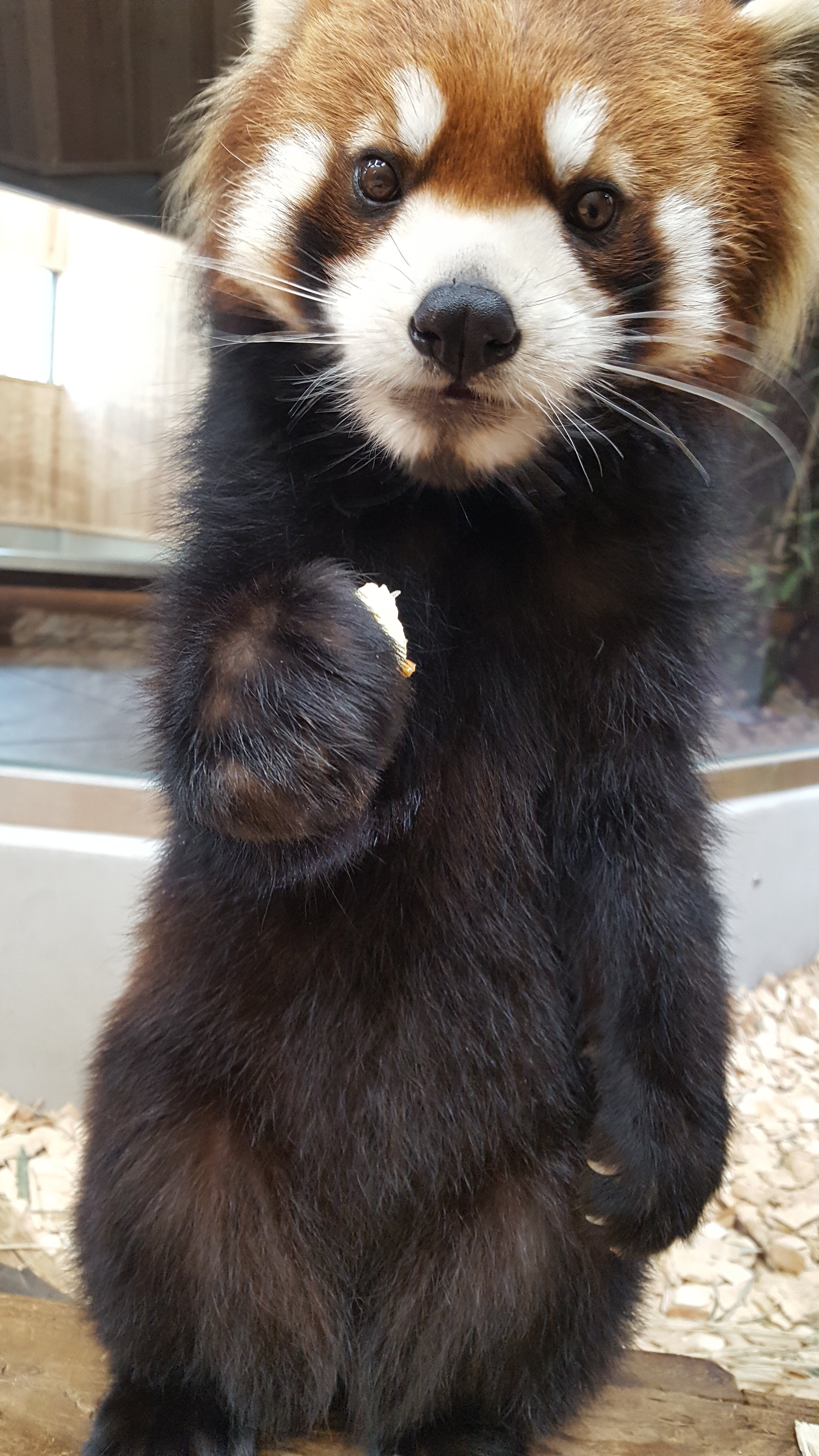 レッサーパンダ.jpg