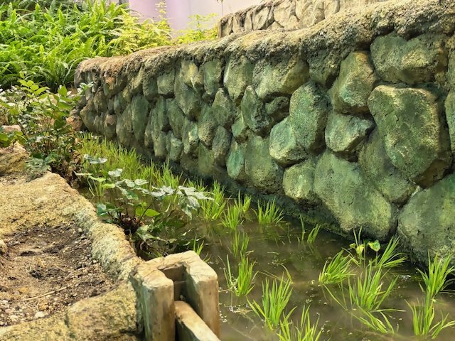 田植え後の様子（下段）.jpg