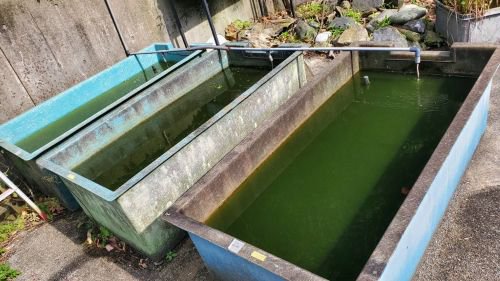 ブログ記事「メダカ館の春の裏側(ウシモツゴ編)」のサムネイル画像