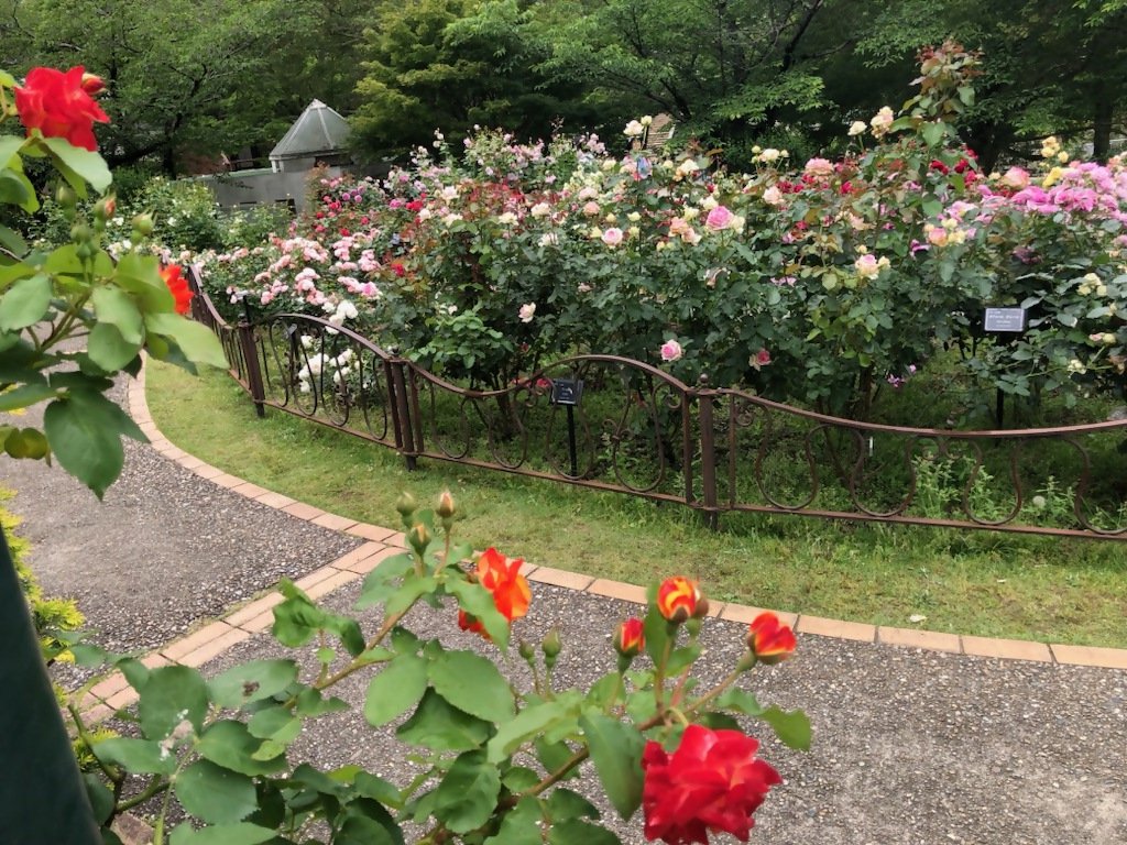 バラ070530.jpg