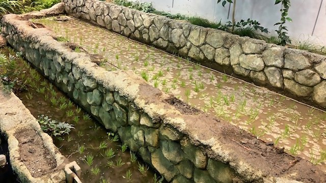田植え後の様子.jpg