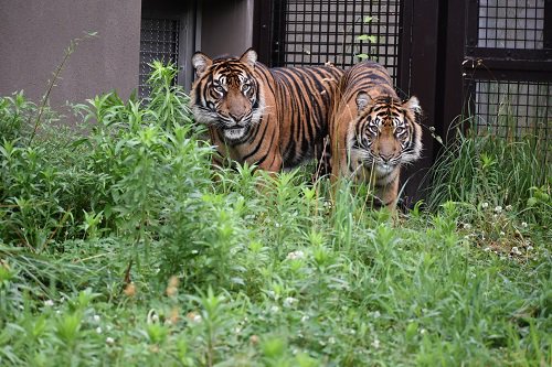 アロナマクムル（ブログ用）.jpg
