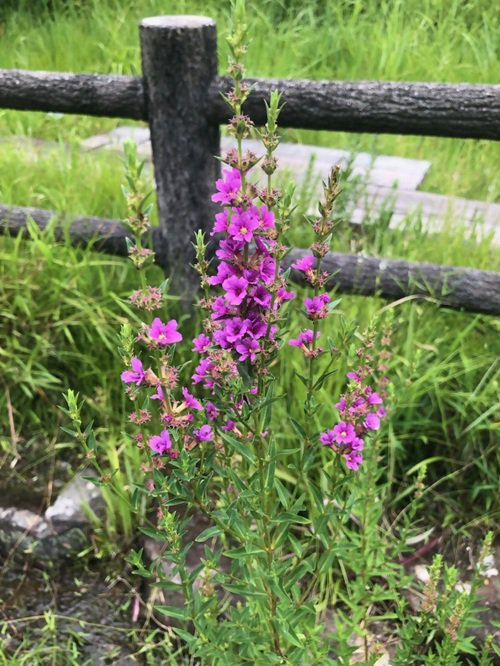 ブログ記事「【植物園長の庭】猛暑継続中です」のサムネイル画像