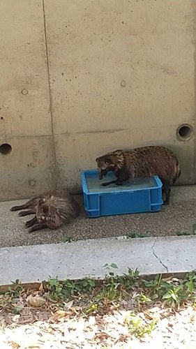 足水をするタヌキ.jpg