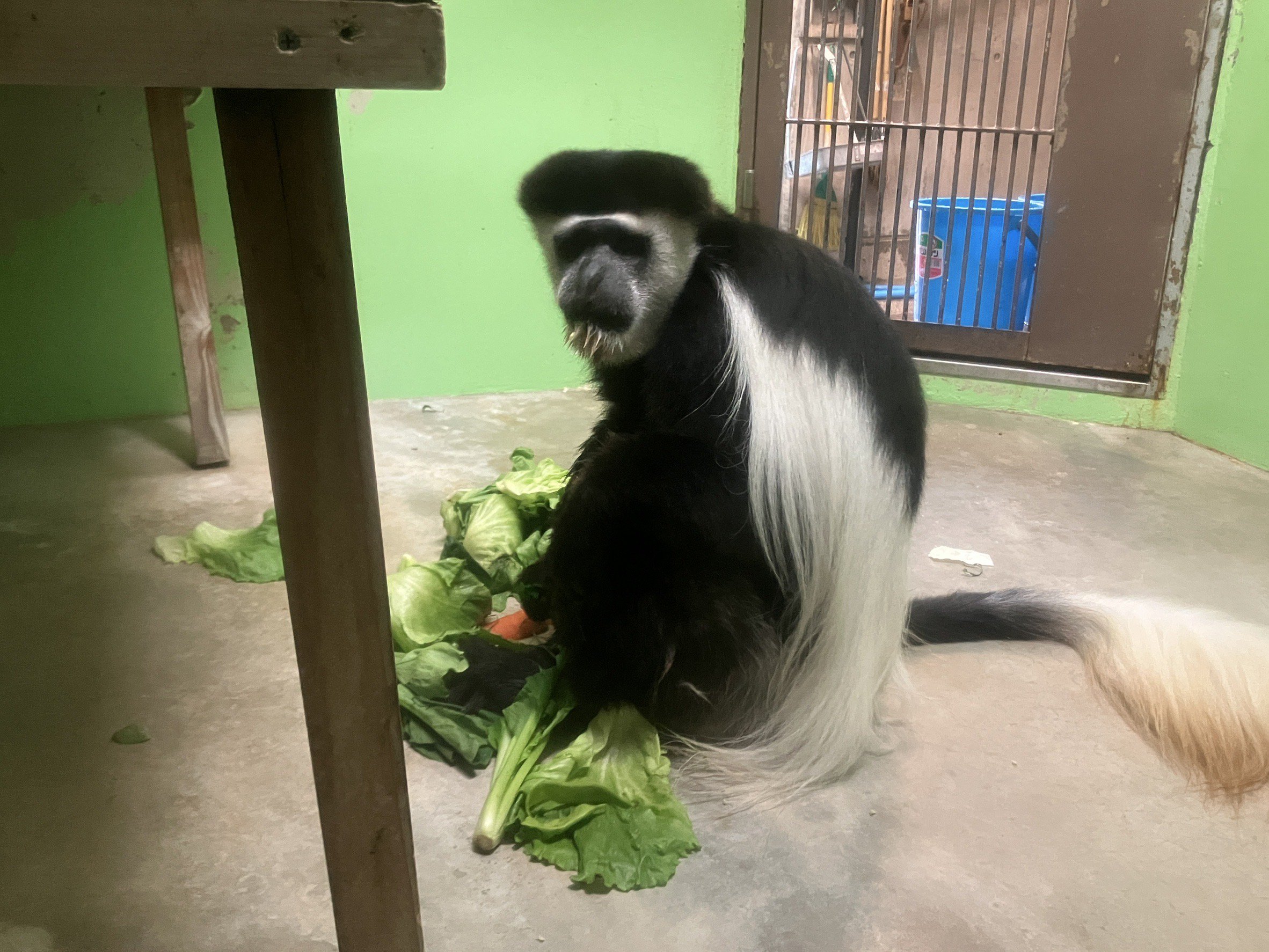 野菜とアポロン.jpg
