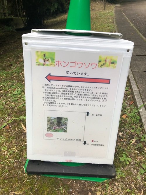 ホンゴウソウ看板拡大070731.jpg