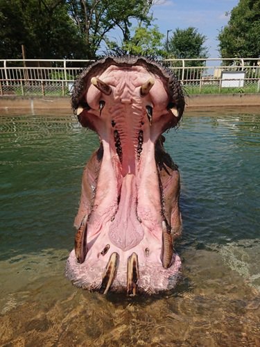今回のガイド対象動物 カバ.jpg